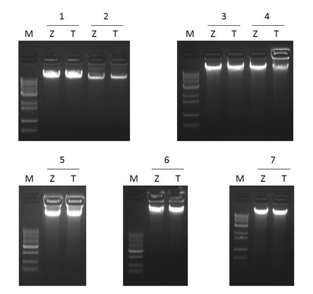 ZP333 快速植物基因組提取試劑盒.jpg